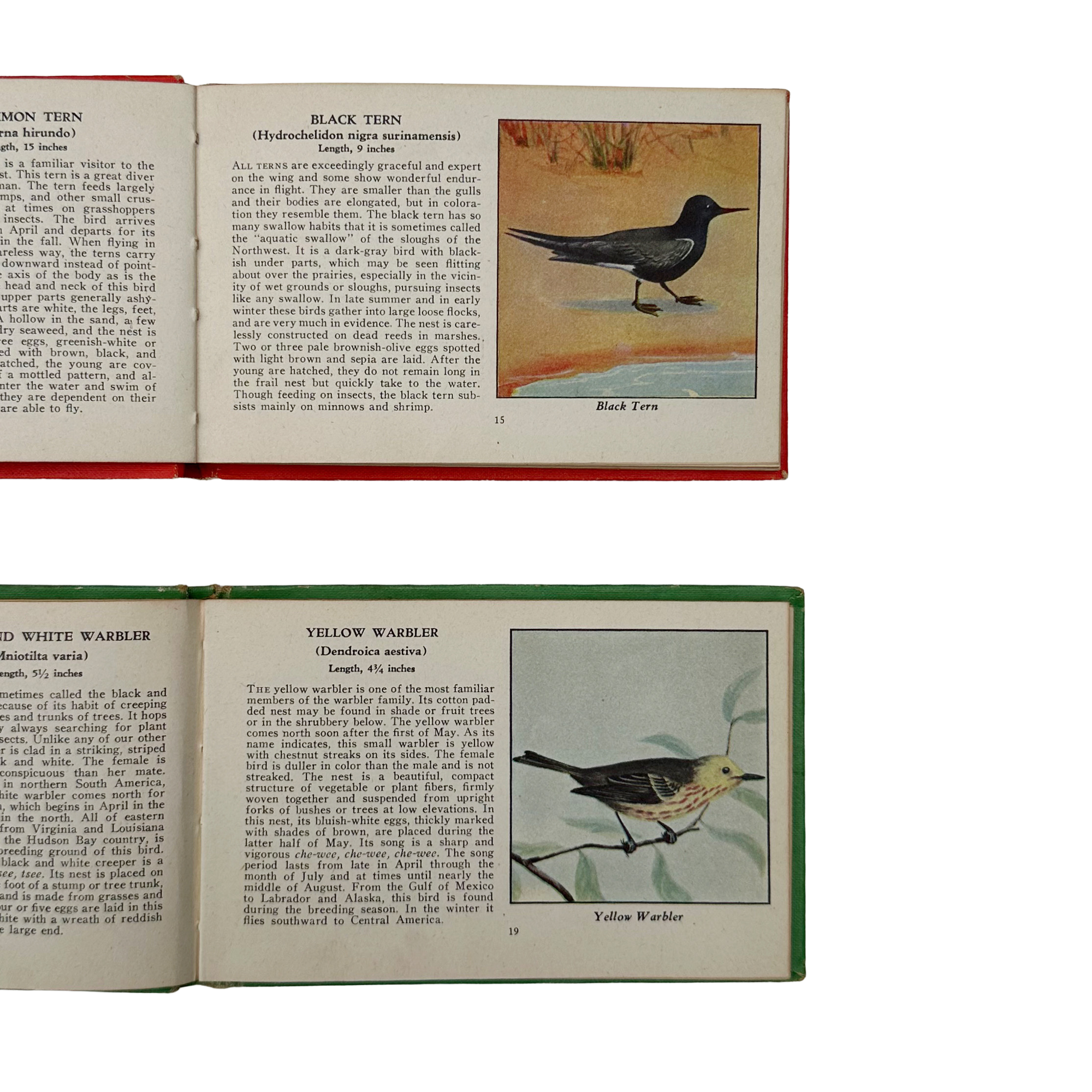 Birds of America Books (Set of 2)