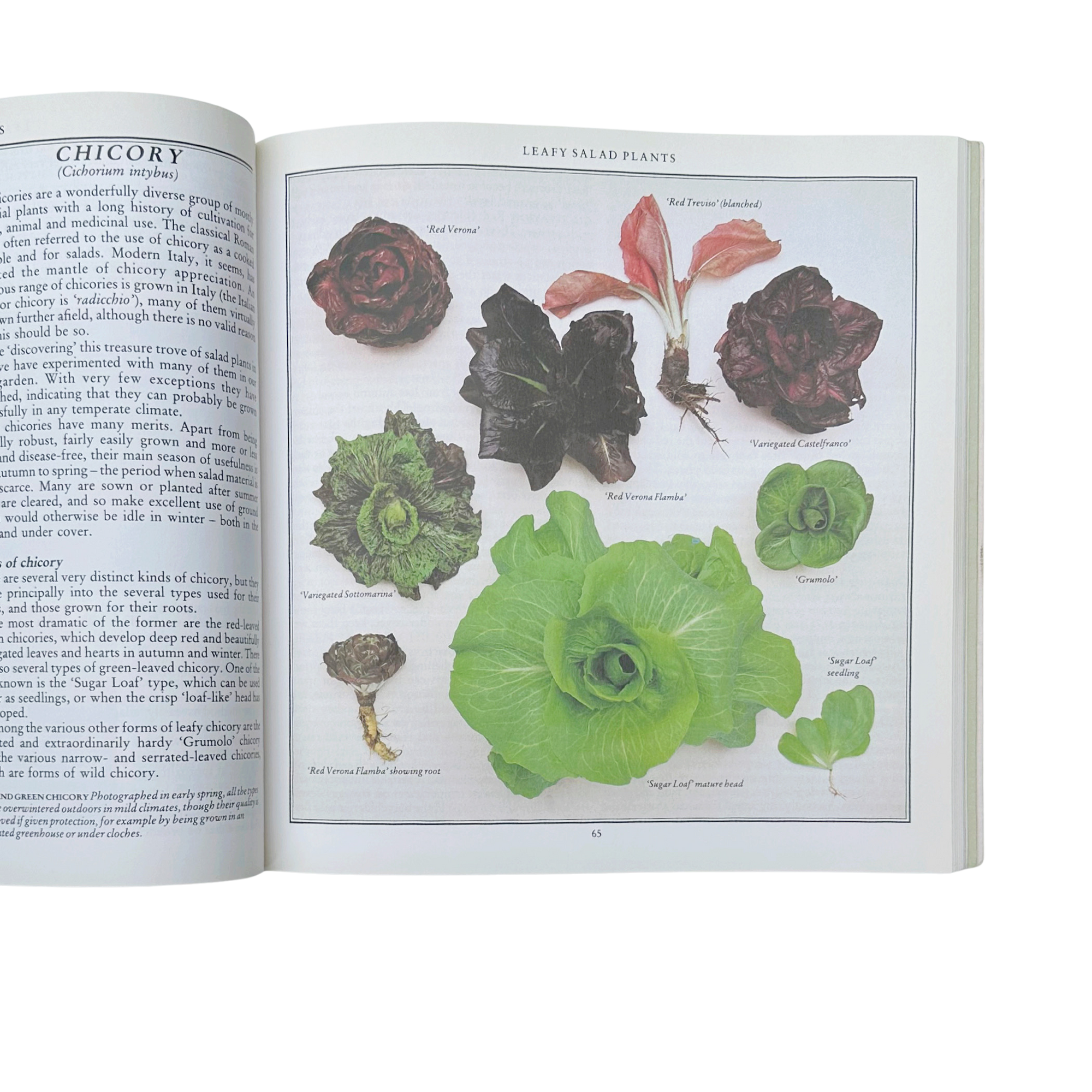 Salad Garden Book