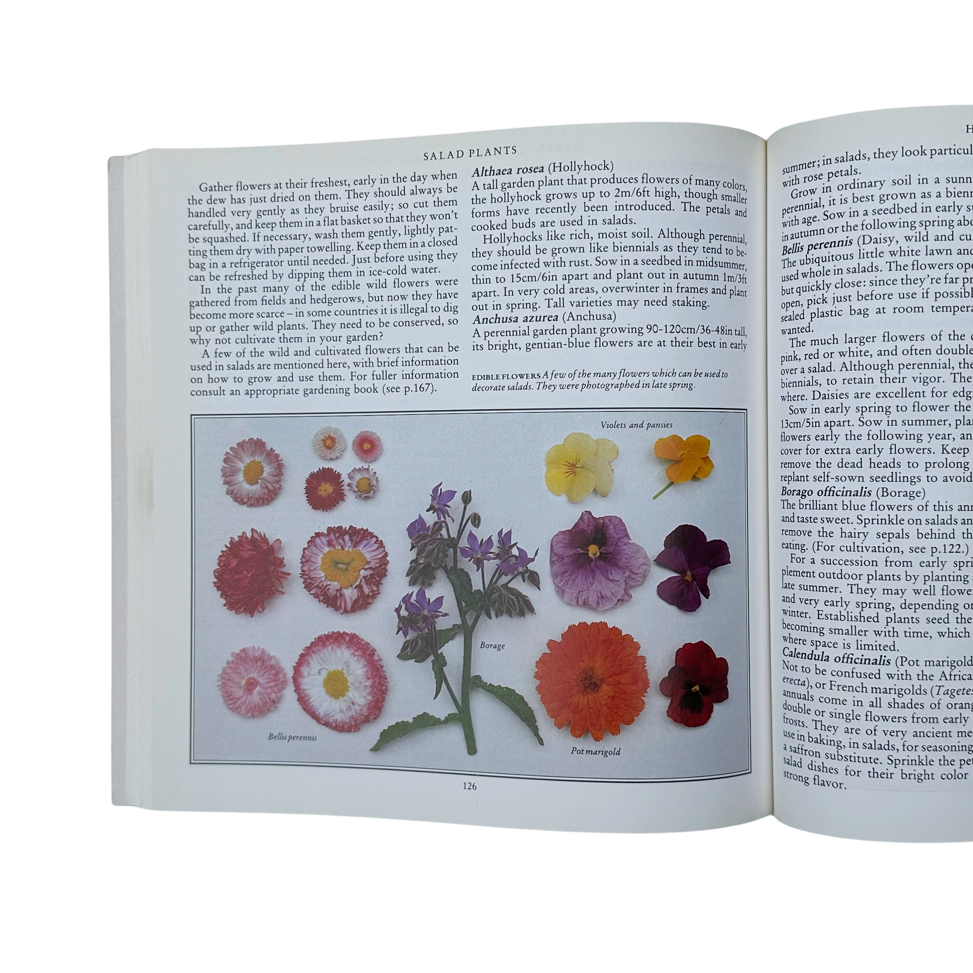 Salad Garden Book