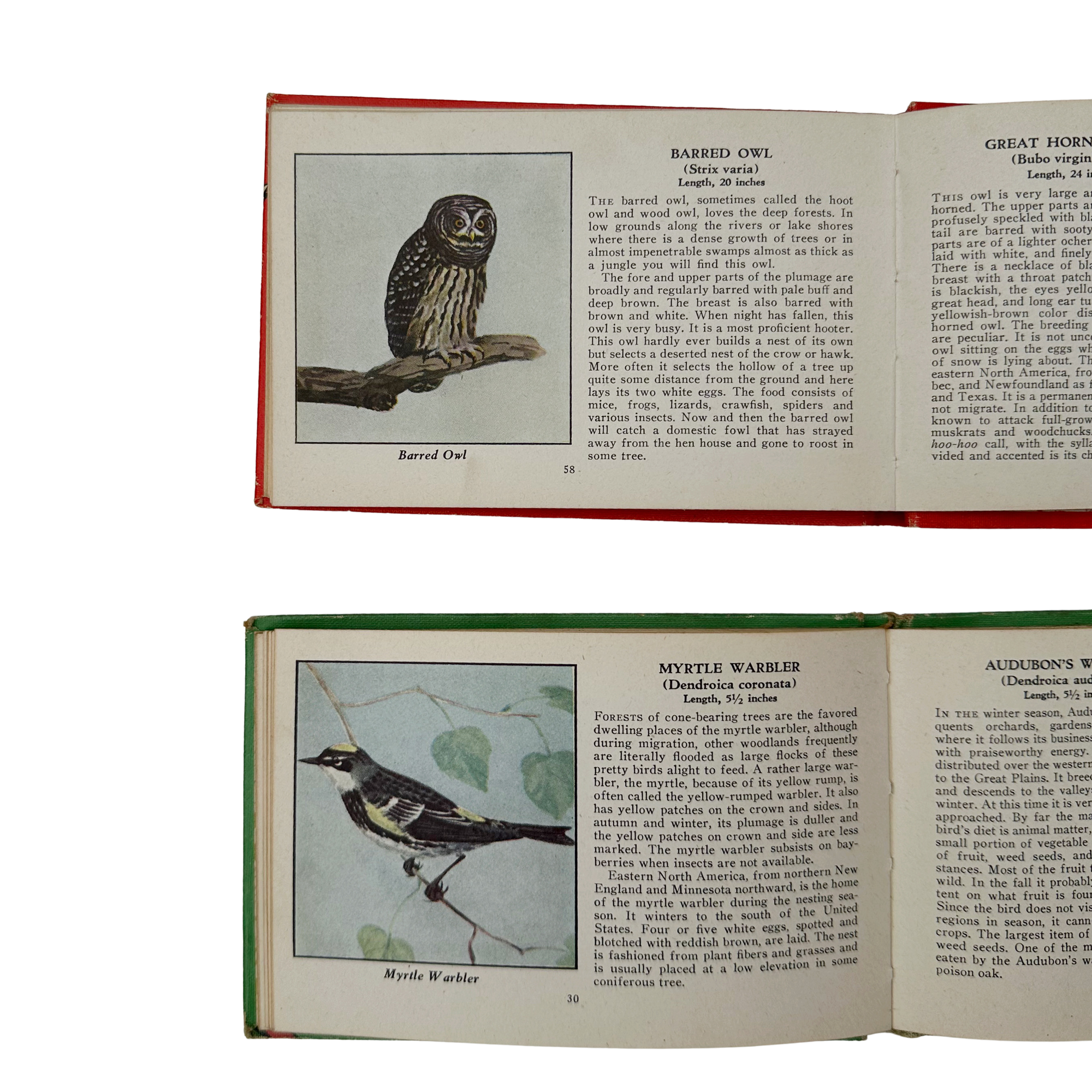 Birds of America Books (Set of 2)